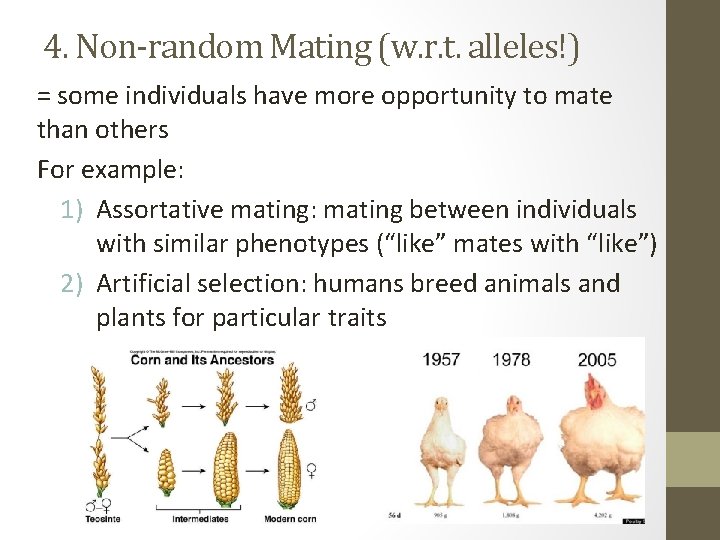 4. Non-random Mating (w. r. t. alleles!) = some individuals have more opportunity to