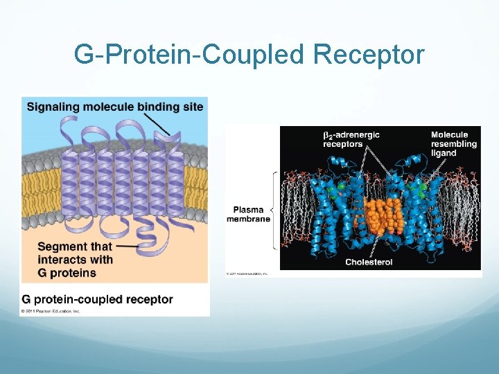 G-Protein-Coupled Receptor 