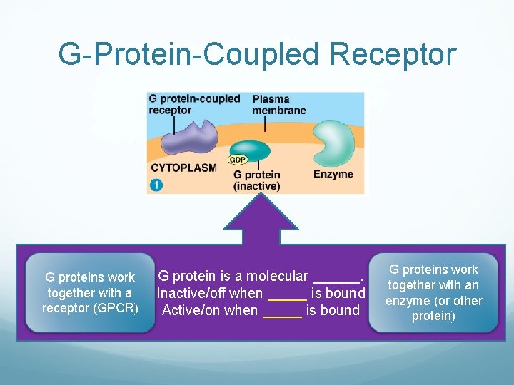 G-Protein-Coupled Receptor G proteins work together with a receptor (GPCR) G protein is a