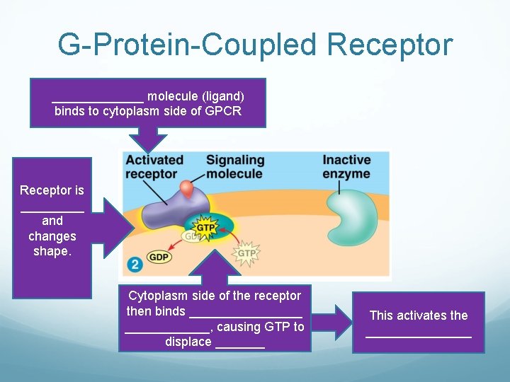 G-Protein-Coupled Receptor _______ molecule (ligand) binds to cytoplasm side of GPCR Receptor is _____