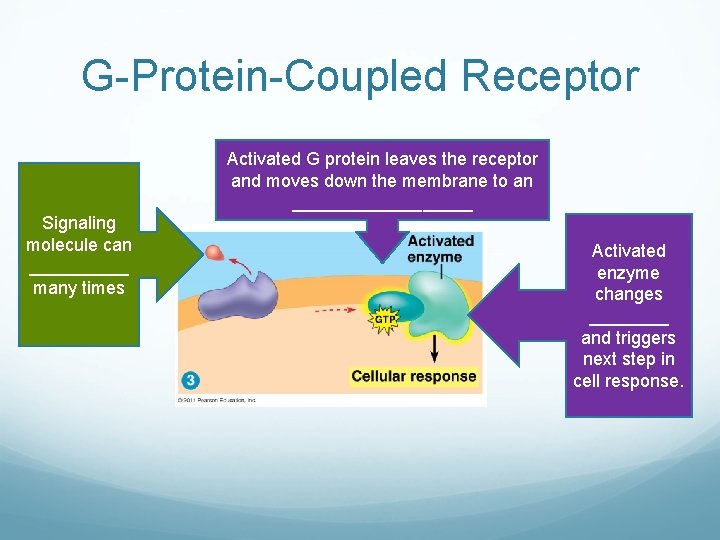 G-Protein-Coupled Receptor Activated G protein leaves the receptor and moves down the membrane to