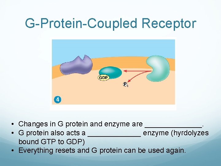 G-Protein-Coupled Receptor • Changes in G protein and enzyme are _______. • G protein