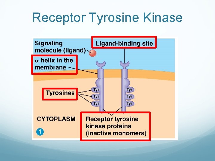 Receptor Tyrosine Kinase 