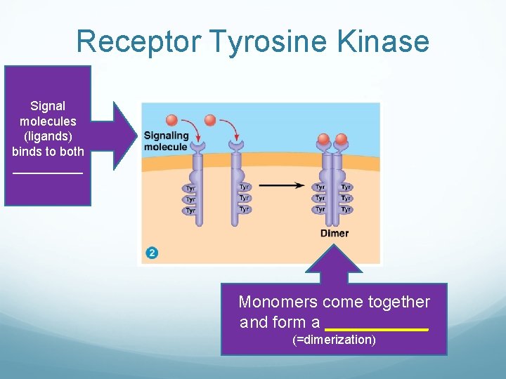 Receptor Tyrosine Kinase Signal molecules (ligands) binds to both _____ Monomers come together and