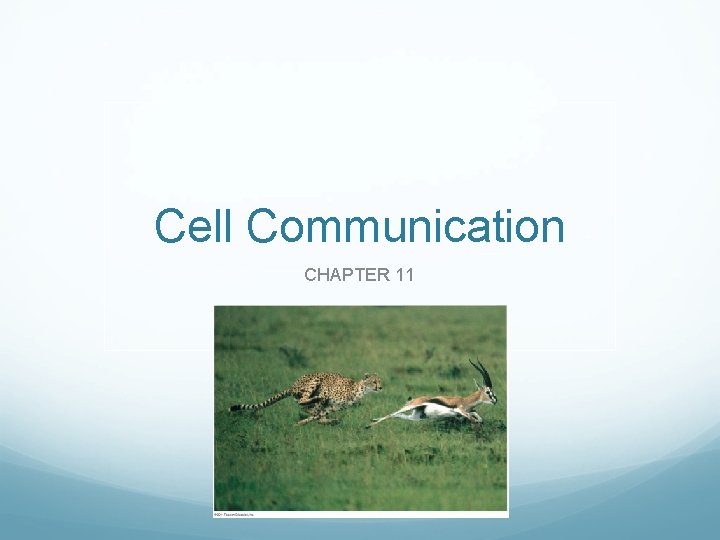 Cell Communication CHAPTER 11 