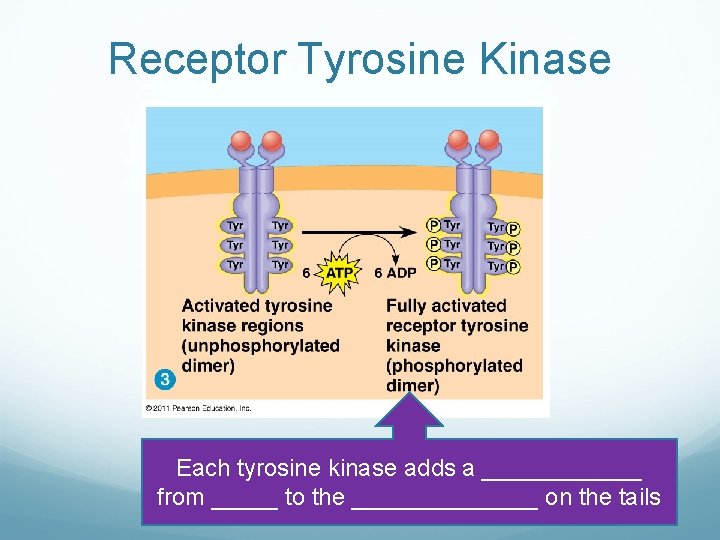 Receptor Tyrosine Kinase Each tyrosine kinase adds a ______ from _____ to the _______