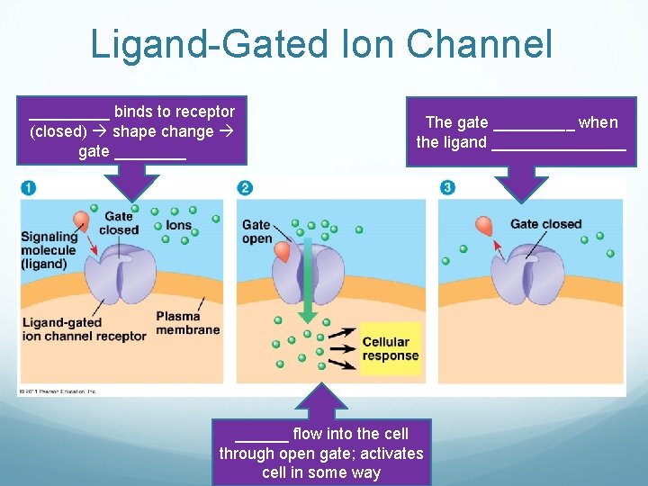 Ligand-Gated Ion Channel _____ binds to receptor (closed) shape change gate ____ The gate