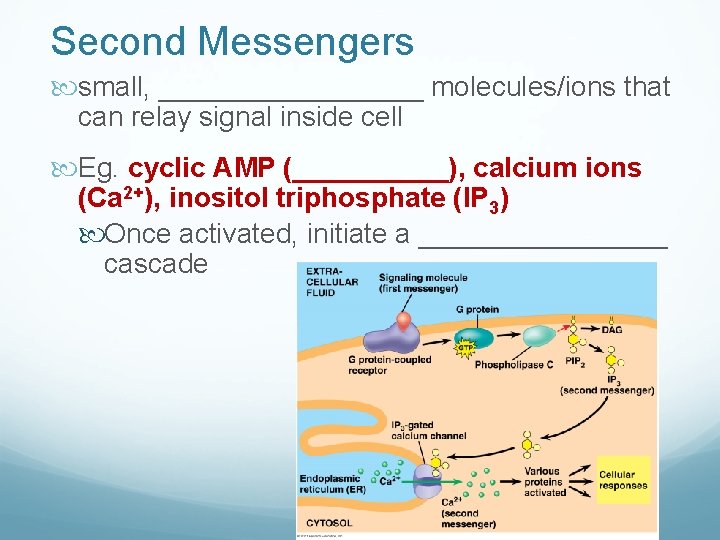Second Messengers small, _________ molecules/ions that can relay signal inside cell Eg. cyclic AMP