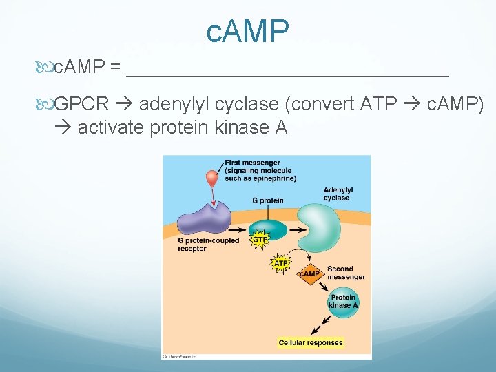 c. AMP = _______________ GPCR adenylyl cyclase (convert ATP c. AMP) activate protein kinase