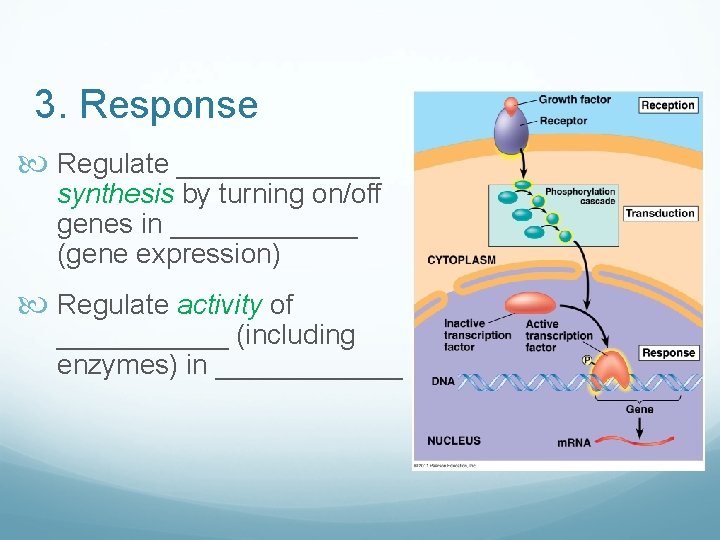 3. Response Regulate _______ synthesis by turning on/off genes in ______ (gene expression) Regulate