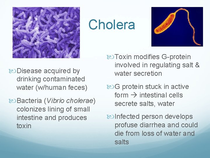 Cholera Toxin modifies G-protein Disease acquired by drinking contaminated water (w/human feces) Bacteria (Vibrio