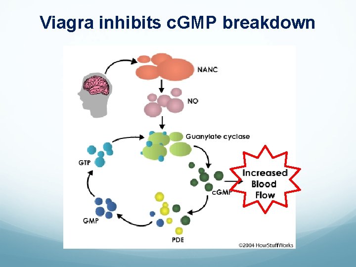 Viagra inhibits c. GMP breakdown 