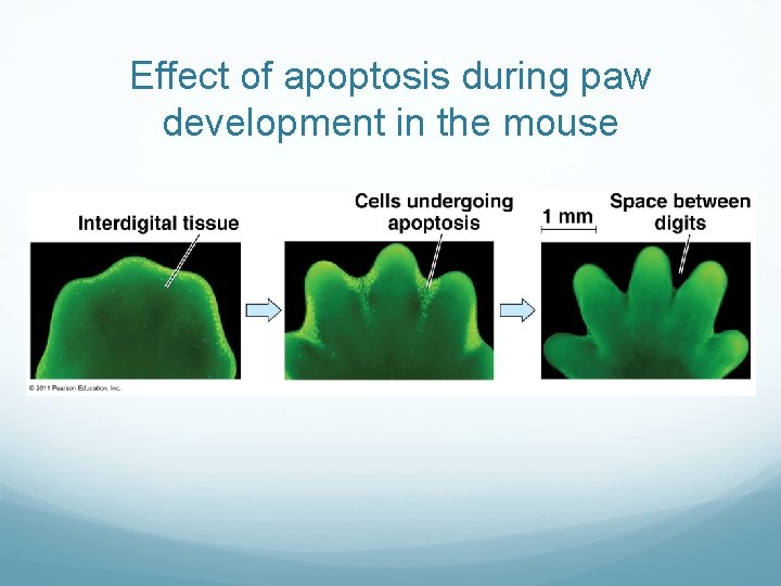 Effect of apoptosis during paw development in the mouse 