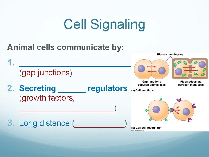 Cell Signaling Animal cells communicate by: 1. _____________ (gap junctions) 2. Secreting ______ regulators