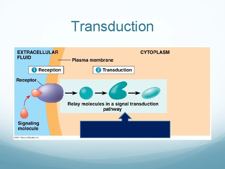 Transduction 