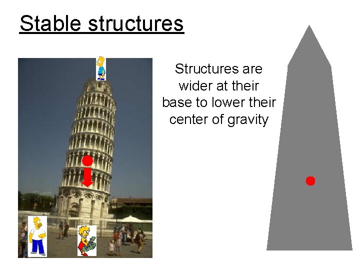 Stable structures Structures are wider at their base to lower their center of gravity