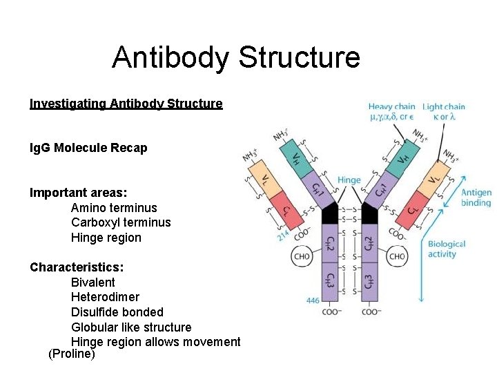 Antibody Structure Investigating Antibody Structure Ig. G Molecule Recap Important areas: Amino terminus Carboxyl