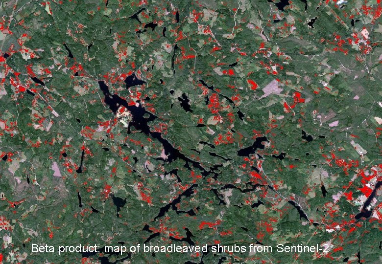 Beta product: map of broadleaved shrubs from Sentinel-2 11 11 