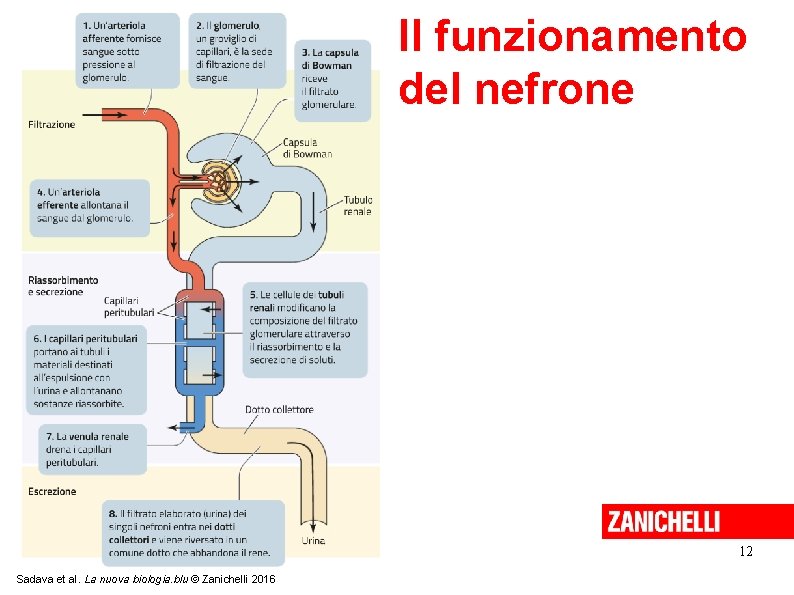 Il funzionamento del nefrone 12 Sadava et al. La nuova biologia. blu © Zanichelli