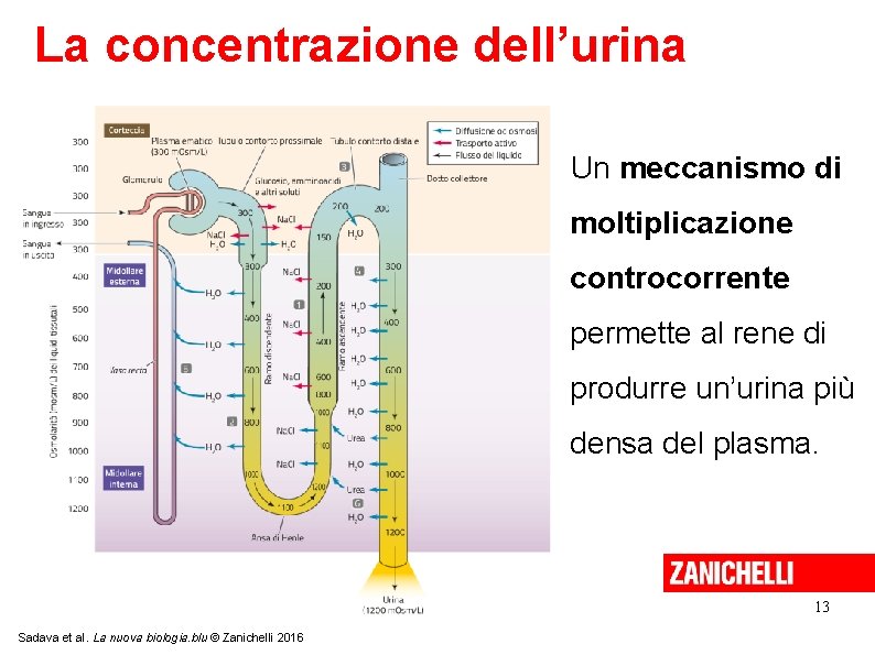 La concentrazione dell’urina Un meccanismo di moltiplicazione controcorrente permette al rene di produrre un’urina