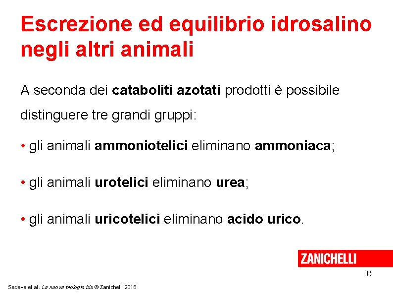 Escrezione ed equilibrio idrosalino negli altri animali A seconda dei cataboliti azotati prodotti è