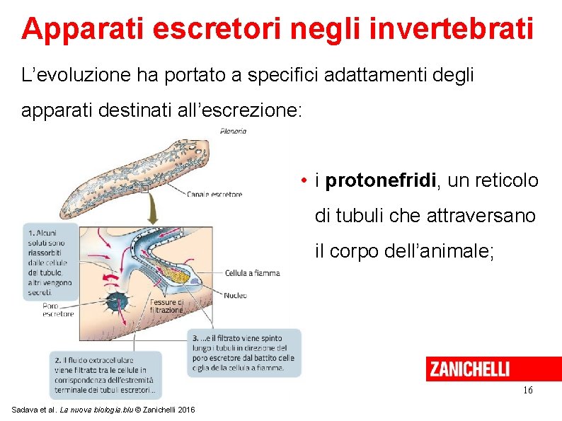 Apparati escretori negli invertebrati L’evoluzione ha portato a specifici adattamenti degli apparati destinati all’escrezione: