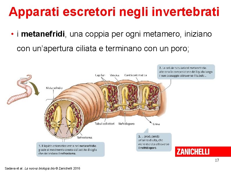 Apparati escretori negli invertebrati • i metanefridi, una coppia per ogni metamero, iniziano con