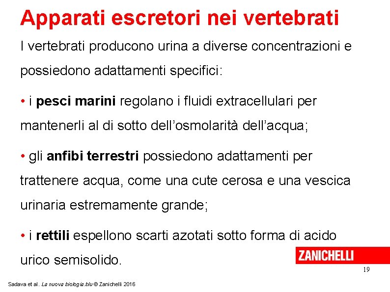 Apparati escretori nei vertebrati I vertebrati producono urina a diverse concentrazioni e possiedono adattamenti