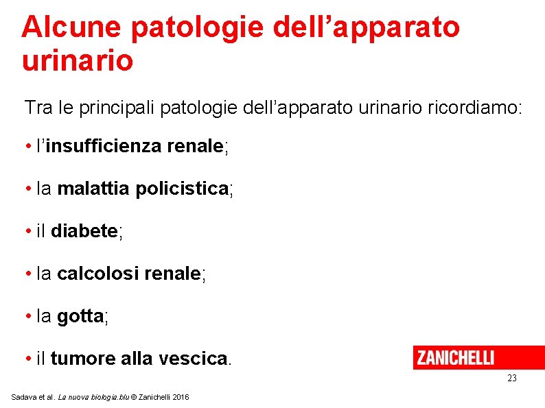 Alcune patologie dell’apparato urinario Tra le principali patologie dell’apparato urinario ricordiamo: • l’insufficienza renale;