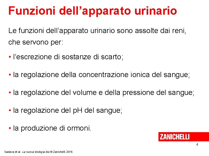 Funzioni dell’apparato urinario Le funzioni dell’apparato urinario sono assolte dai reni, che servono per: