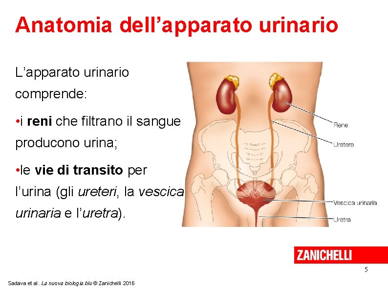 Anatomia dell’apparato urinario L’apparato urinario comprende: • i reni che filtrano il sangue producono