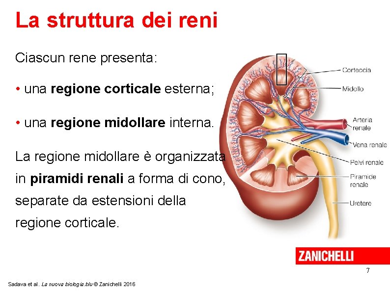 La struttura dei reni Ciascun rene presenta: • una regione corticale esterna; • una