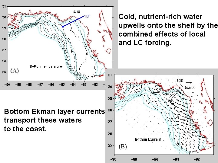 18º Cold, nutrient-rich water upwells onto the shelf by the combined effects of local