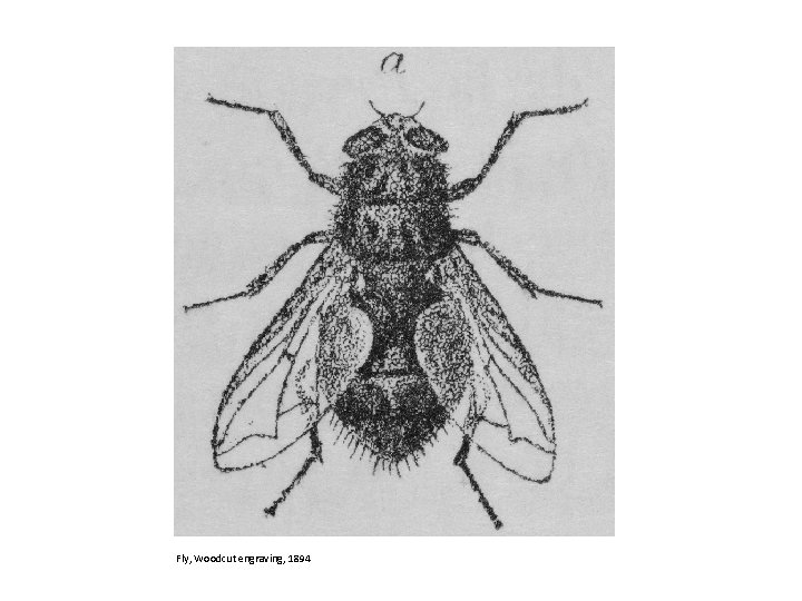 Fly, Woodcut engraving, 1894 
