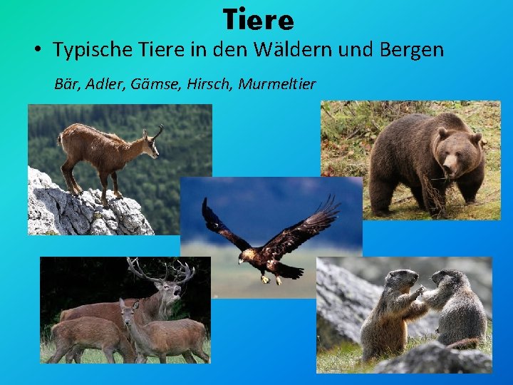 Tiere • Typische Tiere in den Wäldern und Bergen Bär, Adler, Gämse, Hirsch, Murmeltier