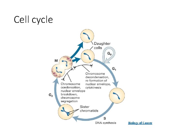 Cell cycle Biology of Cancer 