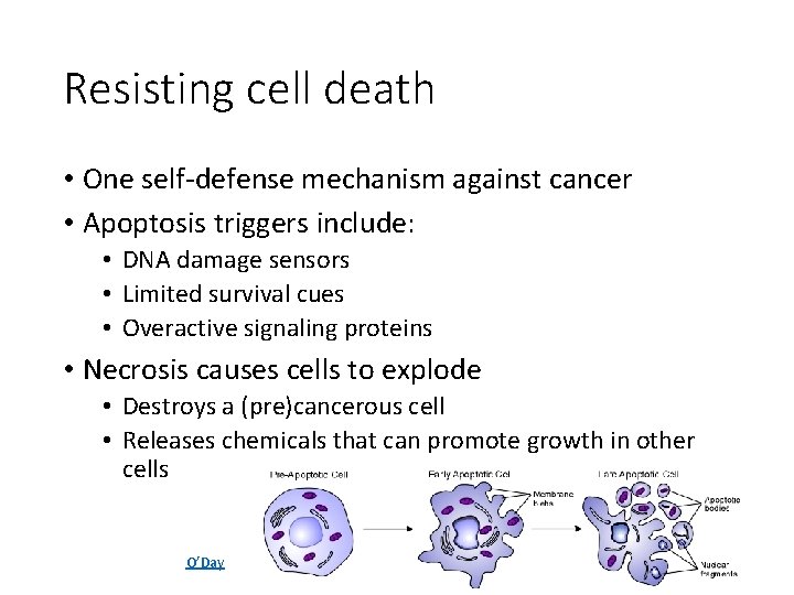 Resisting cell death • One self-defense mechanism against cancer • Apoptosis triggers include: •