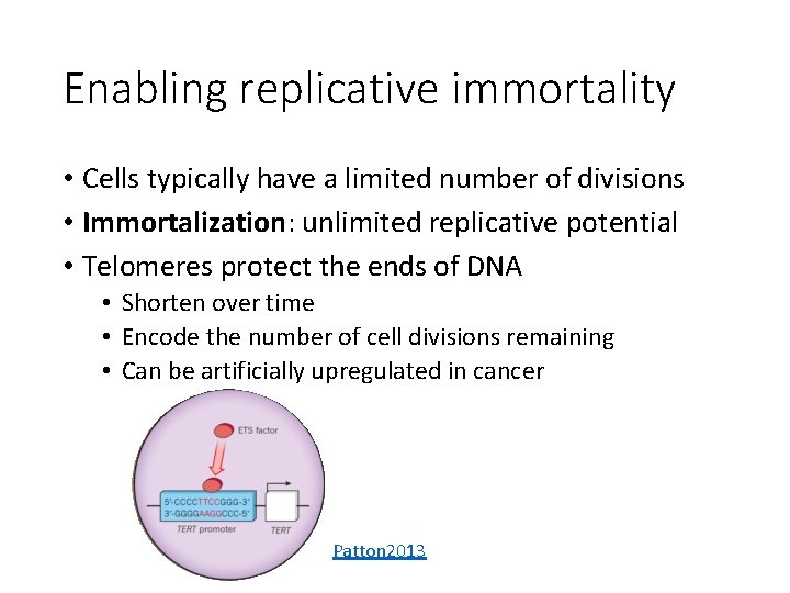 Enabling replicative immortality • Cells typically have a limited number of divisions • Immortalization: