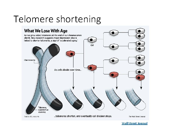 Telomere shortening Wall Street Journal 