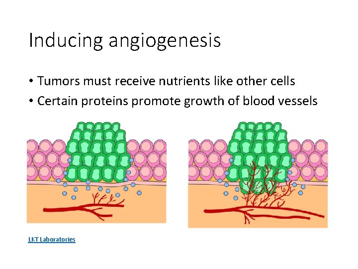 Inducing angiogenesis • Tumors must receive nutrients like other cells • Certain proteins promote