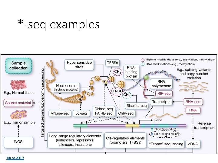 *-seq examples Rizzo 2012 