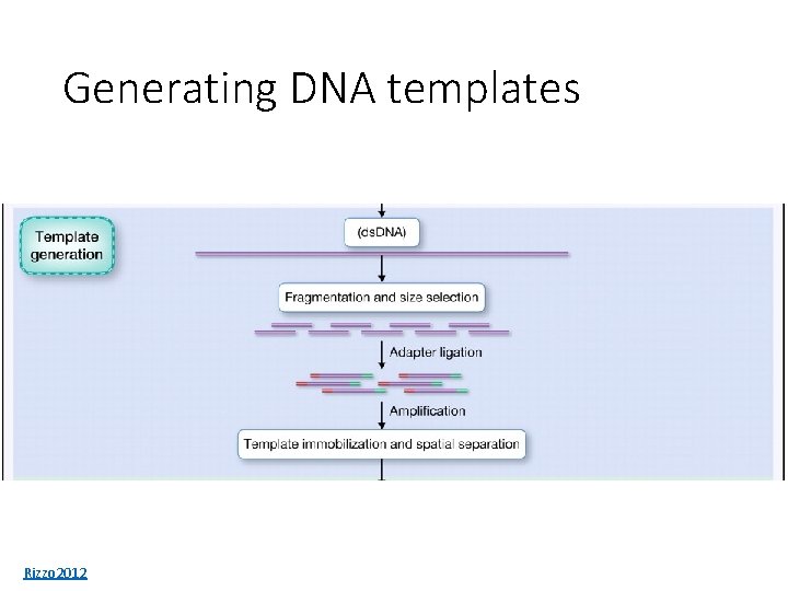 Generating DNA templates Rizzo 2012 