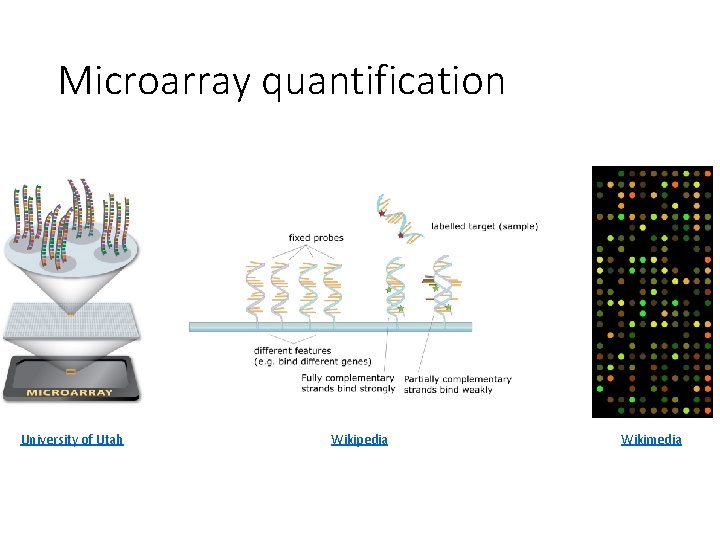 Microarray quantification University of Utah Wikipedia Wikimedia 