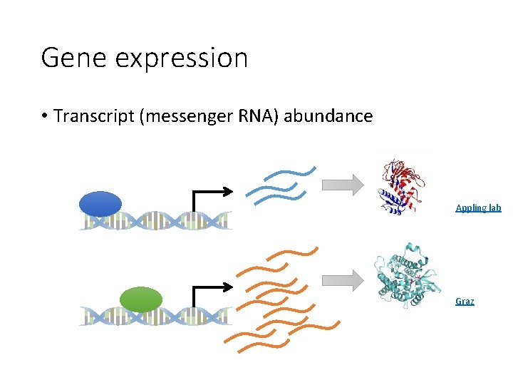 Gene expression • Transcript (messenger RNA) abundance Appling lab Graz 