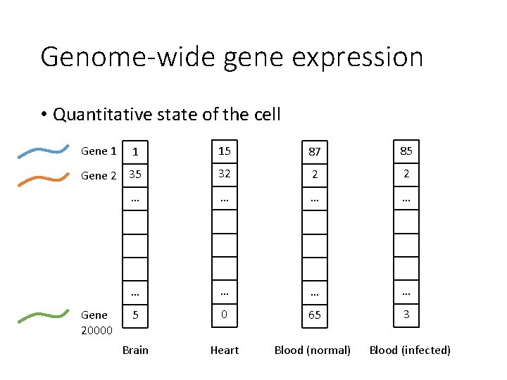 Genome-wide gene expression • Quantitative state of the cell Gene 1 1 15 87