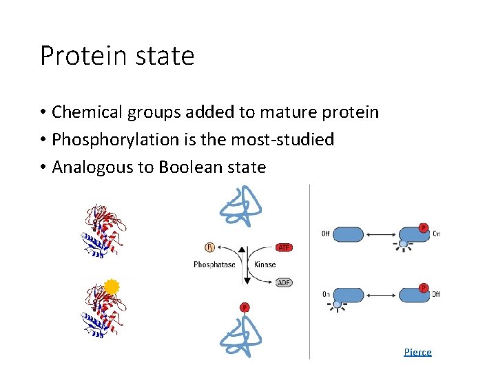Protein state • Chemical groups added to mature protein • Phosphorylation is the most-studied