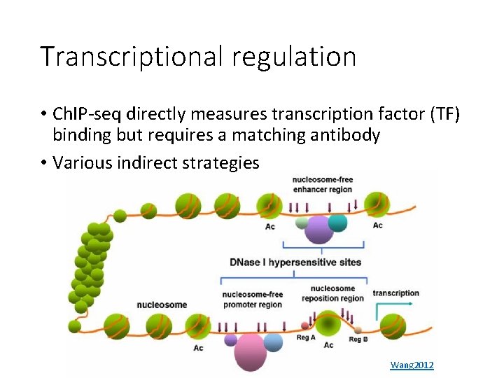 Transcriptional regulation • Ch. IP-seq directly measures transcription factor (TF) binding but requires a