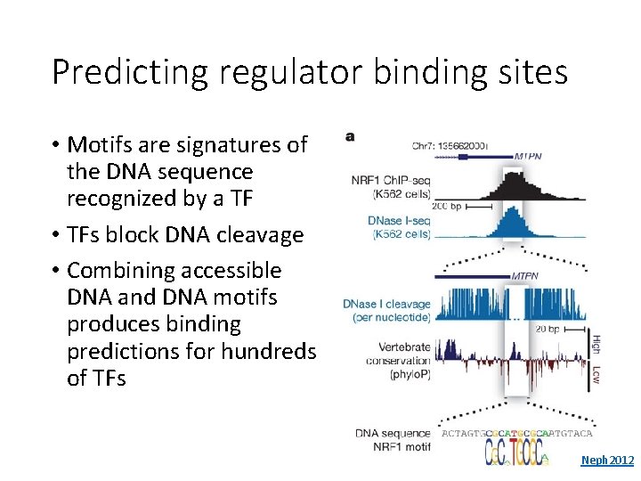 Predicting regulator binding sites • Motifs are signatures of the DNA sequence recognized by