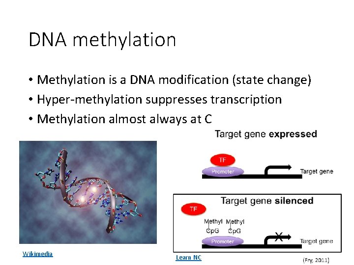 DNA methylation • Methylation is a DNA modification (state change) • Hyper-methylation suppresses transcription