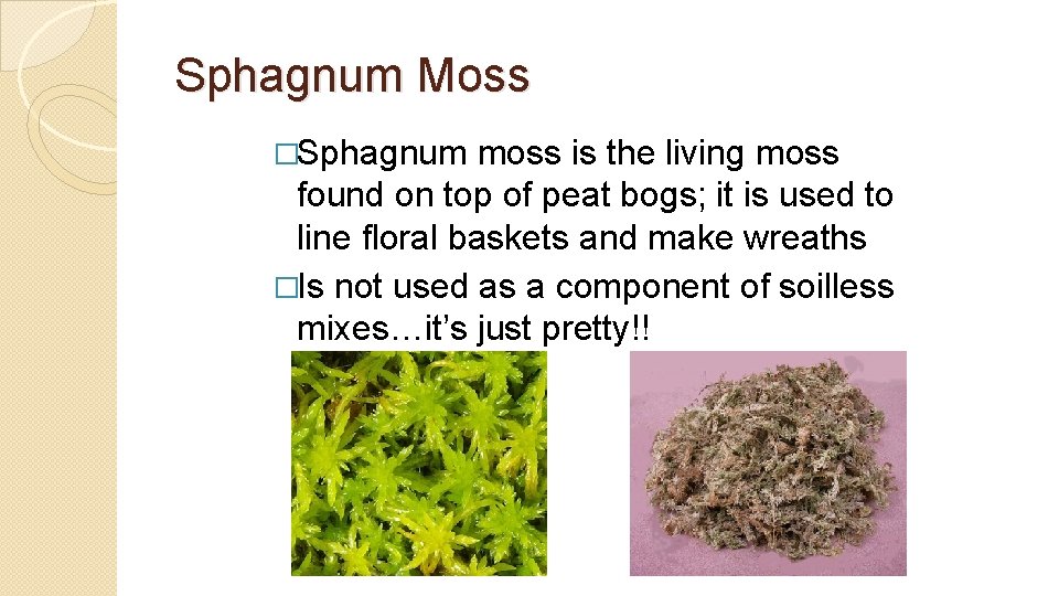 Sphagnum Moss �Sphagnum moss is the living moss found on top of peat bogs;